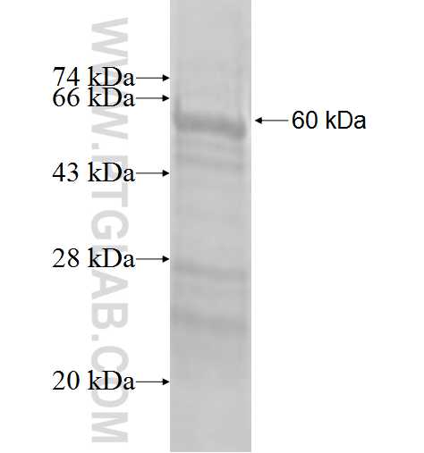 RAPGEF5 fusion protein Ag3229 SDS-PAGE