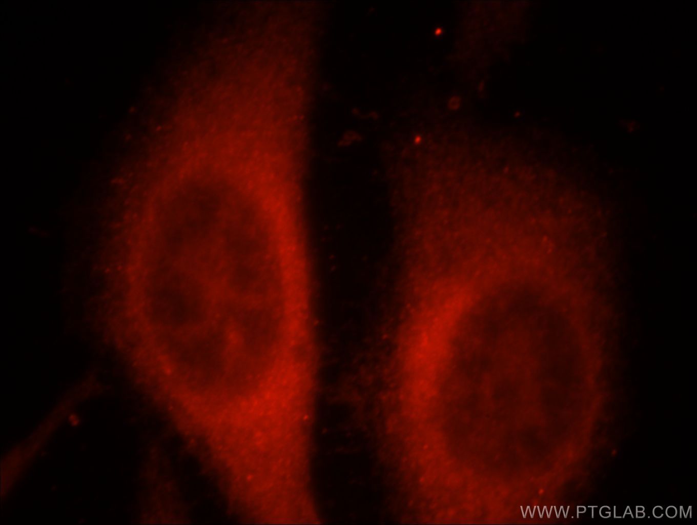 Immunofluorescence (IF) / fluorescent staining of HepG2 cells using RAPGEFL1 Polyclonal antibody (21746-1-AP)