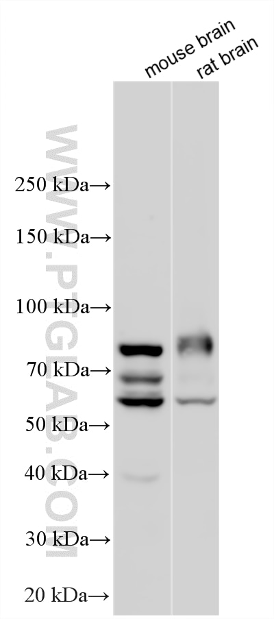 Western Blot (WB) analysis of various lysates using RAPGEFL1 Polyclonal antibody (21746-1-AP)