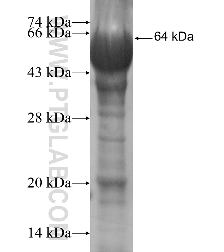 RAPGEFL1 fusion protein Ag16506 SDS-PAGE