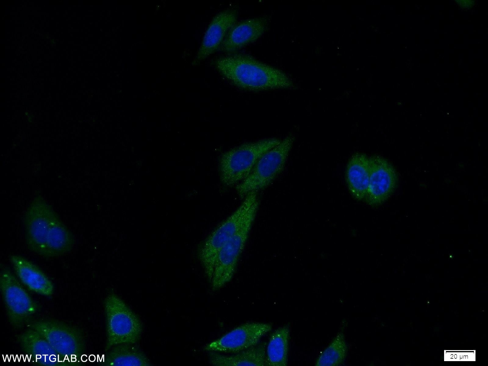 Immunofluorescence (IF) / fluorescent staining of HepG2 cells using RAPH1 Polyclonal antibody (25750-1-AP)