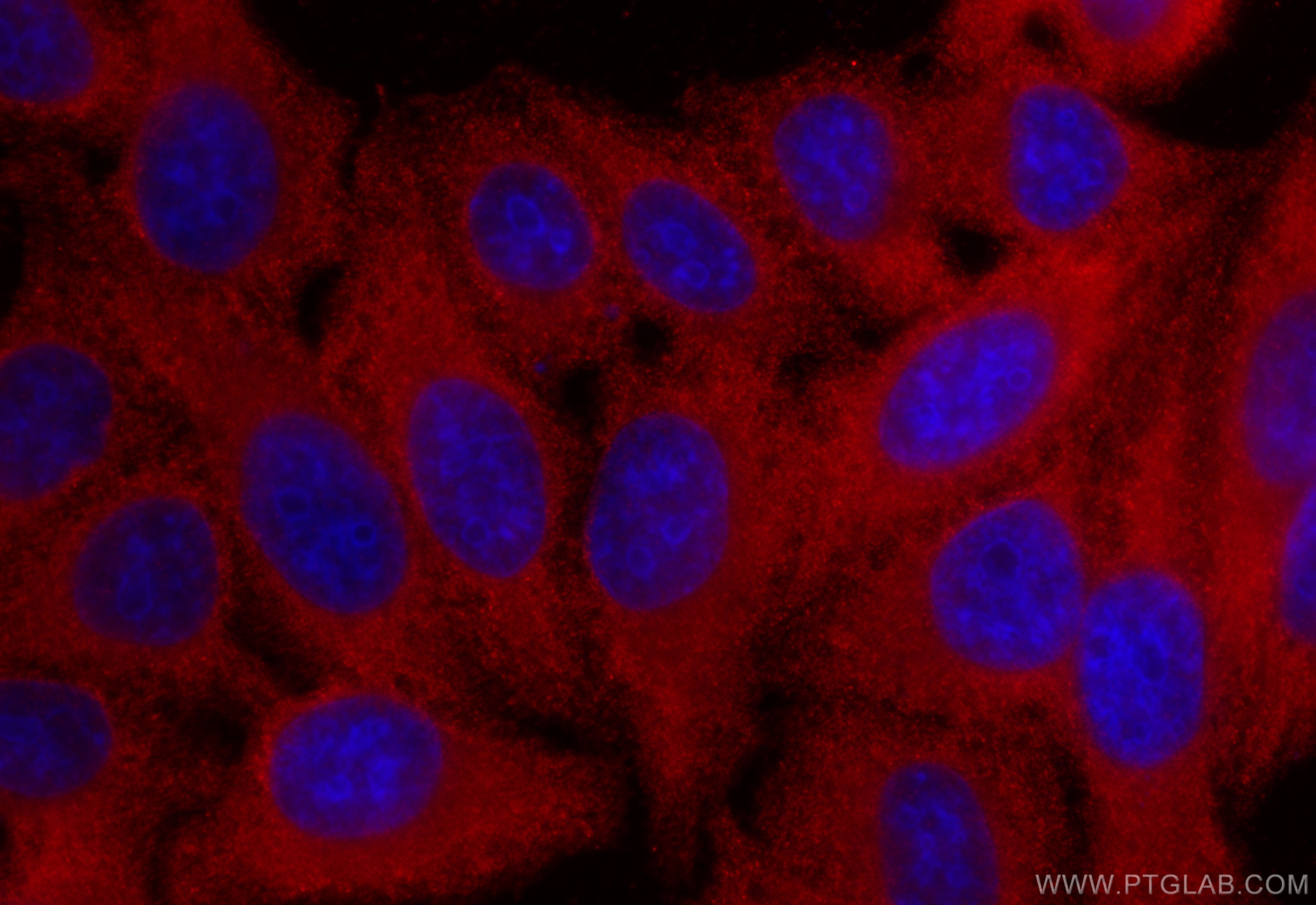 Immunofluorescence (IF) / fluorescent staining of HepG2 cells using RAPH1 Polyclonal antibody (25750-1-AP)