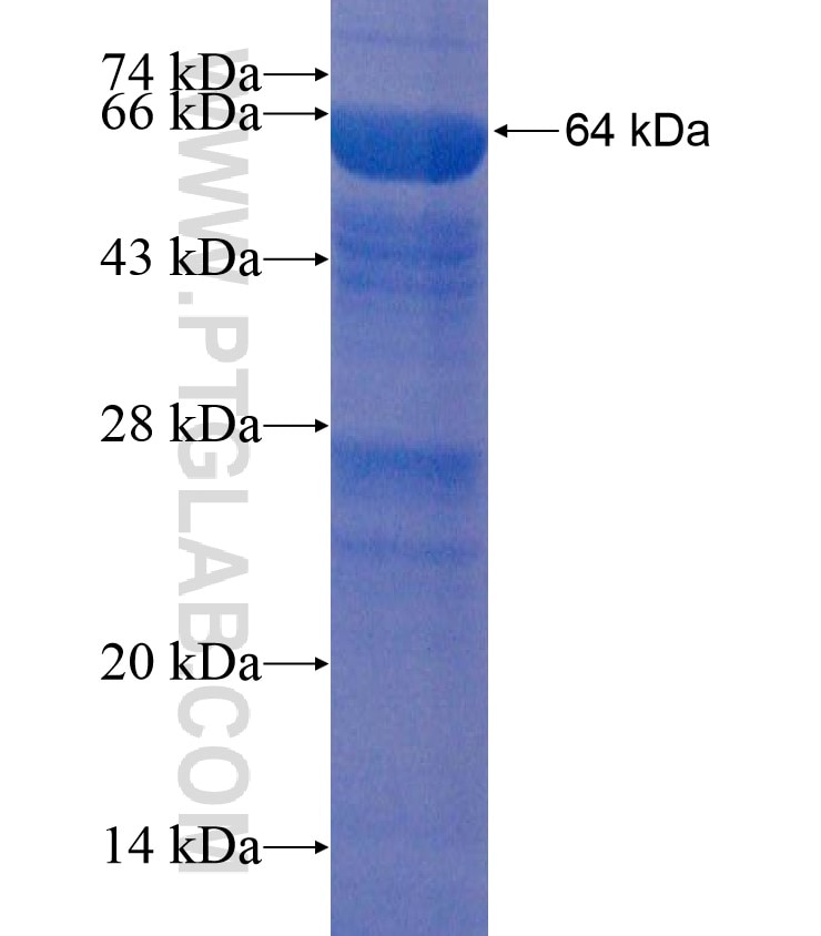 RAPH1 fusion protein Ag22705 SDS-PAGE