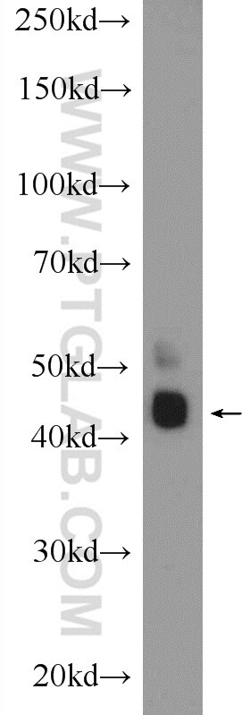 Western Blot (WB) analysis of NIH/3T3 cells using RAPSN Polyclonal antibody (20453-1-AP)