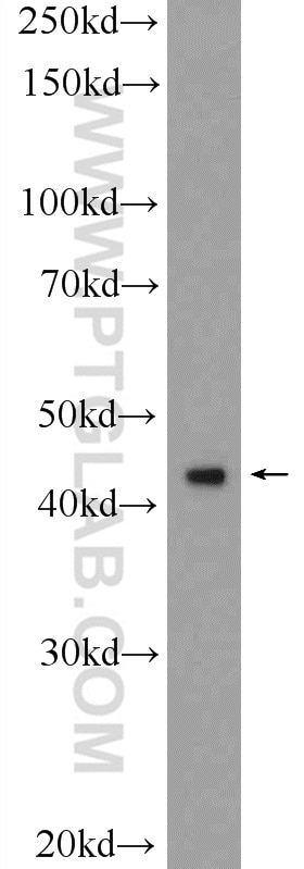 Western Blot (WB) analysis of U-937 cells using RAPSN Polyclonal antibody (20453-1-AP)