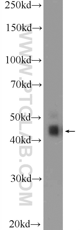 Western Blot (WB) analysis of NIH/3T3 cells using RAPSN Polyclonal antibody (20453-1-AP)