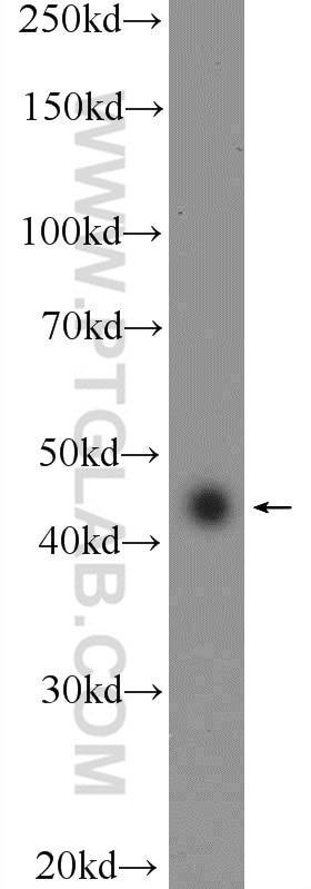 Western Blot (WB) analysis of NIH/3T3 cells using RAPSN Polyclonal antibody (20453-1-AP)