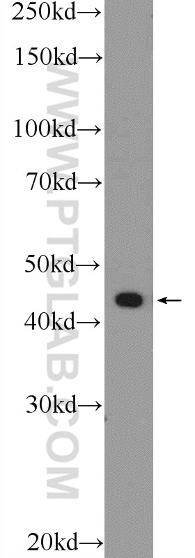 Western Blot (WB) analysis of U-937 cells using RAPSN Polyclonal antibody (20453-1-AP)