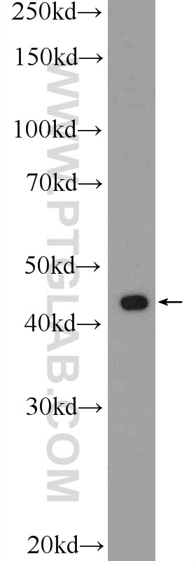 Western Blot (WB) analysis of U-937 cells using RAPSN Polyclonal antibody (20453-1-AP)