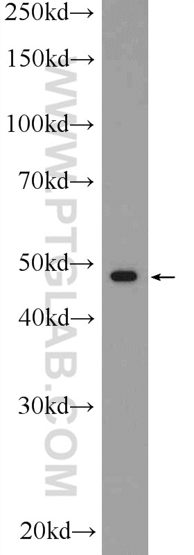 Western Blot (WB) analysis of U-937 cells using RAPSN Polyclonal antibody (20453-1-AP)