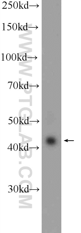 Western Blot (WB) analysis of NIH/3T3 cells using RAPSN Polyclonal antibody (20453-1-AP)