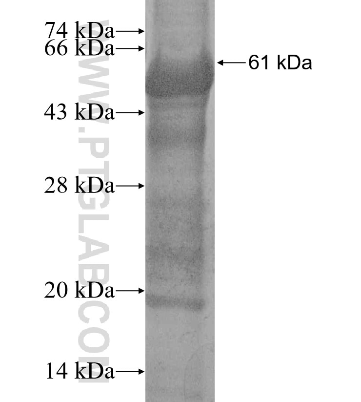 RAPSN fusion protein Ag13896 SDS-PAGE