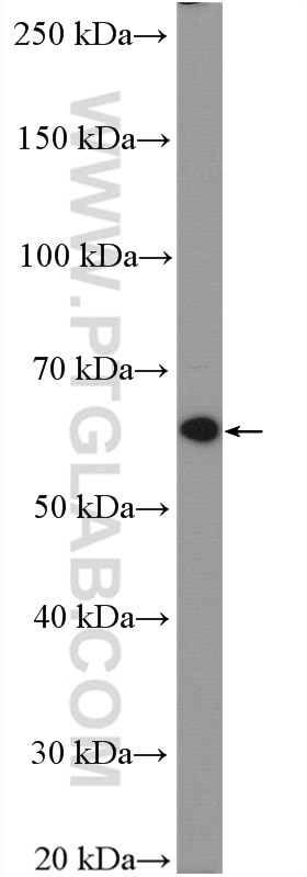 Western Blot (WB) analysis of K-562 cells using RARA Polyclonal antibody (10331-1-AP)
