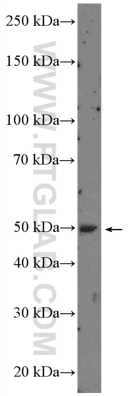 Western Blot (WB) analysis of MCF-7 cells using RARA Polyclonal antibody (10331-1-AP)