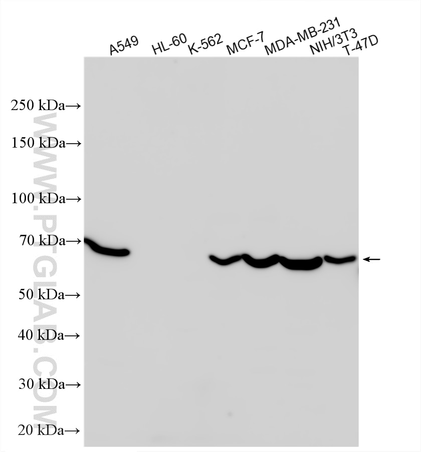 Western Blot (WB) analysis of various lysates using RARA Polyclonal antibody (10331-1-AP)