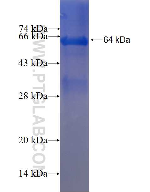 RARA fusion protein Ag0420 SDS-PAGE