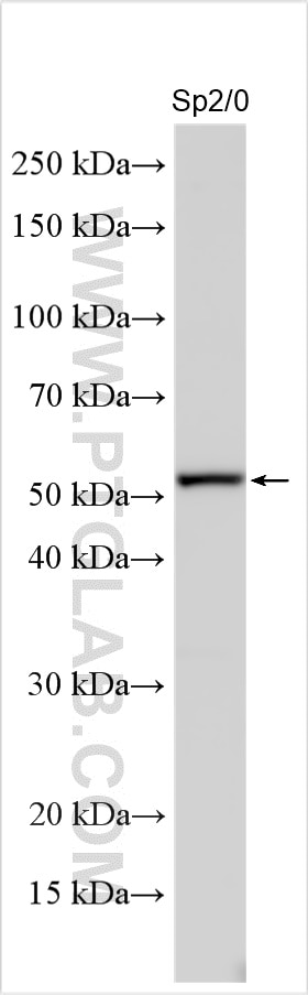 Western Blot (WB) analysis of various lysates using RARB Polyclonal antibody (14013-1-AP)