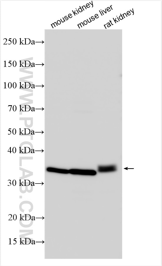 Western Blot (WB) analysis of various lysates using RARRES1 Polyclonal antibody (27491-1-AP)