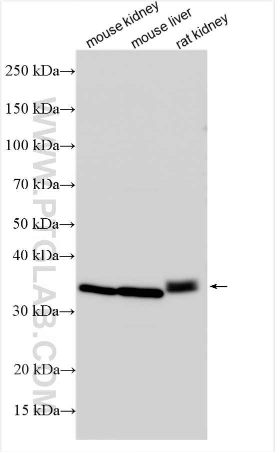 WB analysis using 27491-1-AP