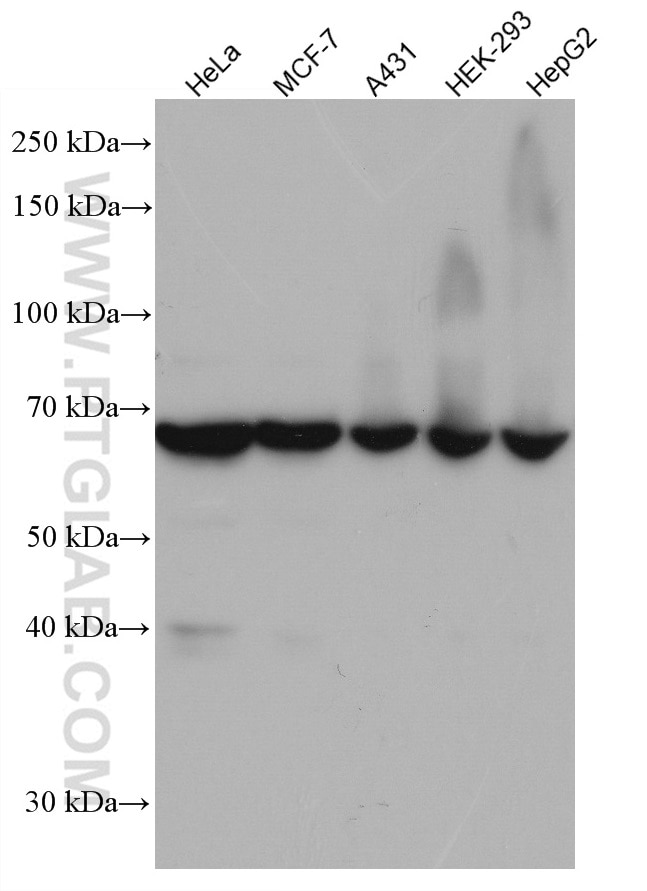 Western Blot (WB) analysis of various lysates using RARS Monoclonal antibody (66815-1-Ig)