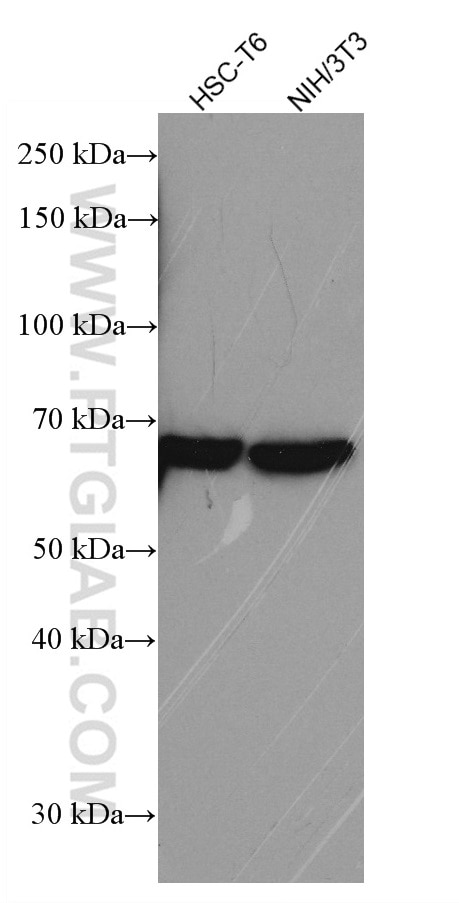 Western Blot (WB) analysis of various lysates using RARS Monoclonal antibody (66815-1-Ig)