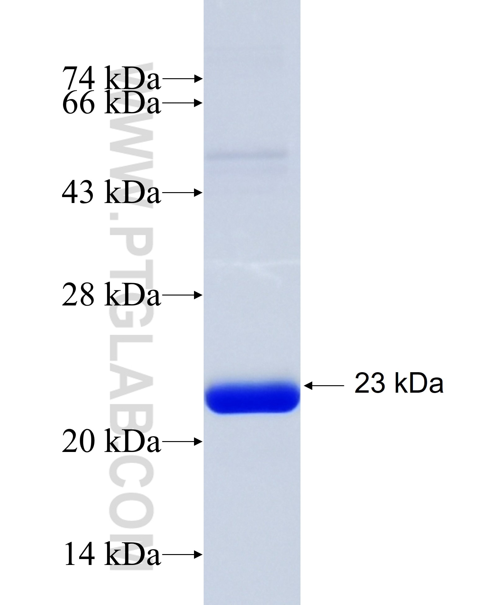RASA4B fusion protein Ag35053 SDS-PAGE