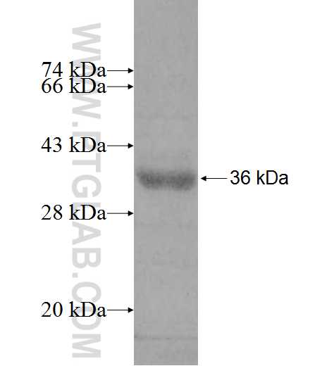 RASD2 fusion protein Ag8961 SDS-PAGE