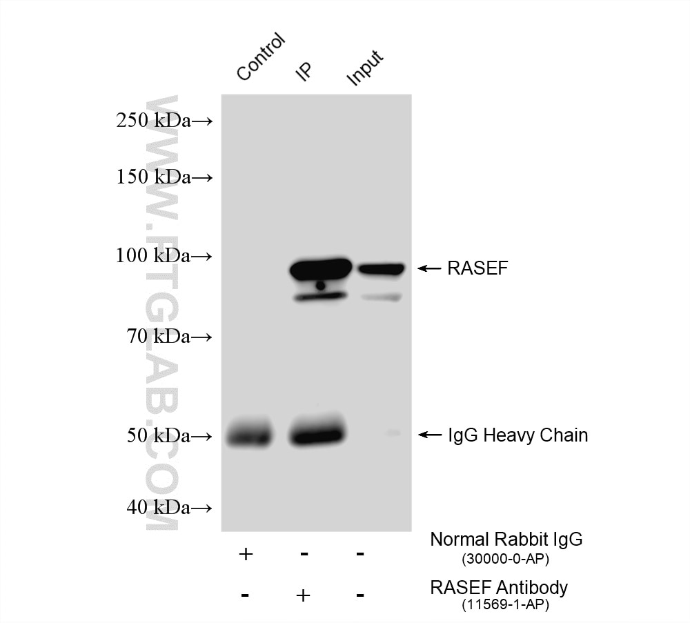 Immunoprecipitation (IP) experiment of mouse testis tissue using RASEF Polyclonal antibody (11569-1-AP)