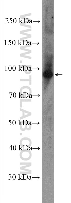 Western Blot (WB) analysis of mouse heart tissue using RASEF Polyclonal antibody (11569-1-AP)