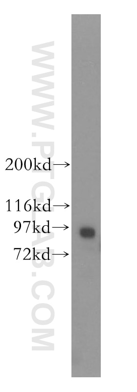 Western Blot (WB) analysis of mouse testis tissue using RASEF Polyclonal antibody (11569-1-AP)