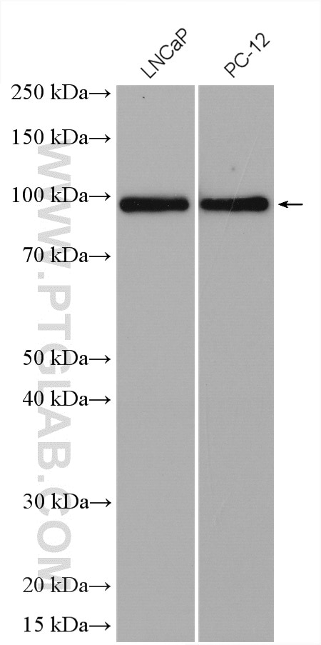Western Blot (WB) analysis of various lysates using RASEF Polyclonal antibody (28162-1-AP)