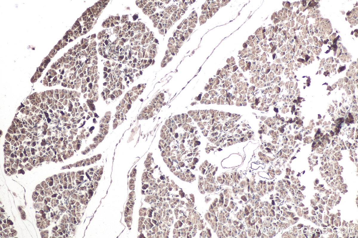 IHC staining of mouse pancreas using 67159-1-Ig