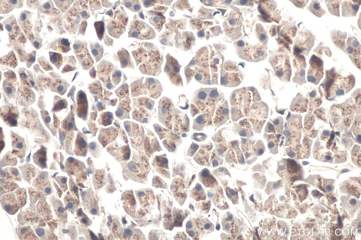 Immunohistochemistry (IHC) staining of mouse pancreas tissue using RASEF Monoclonal antibody (67159-1-Ig)