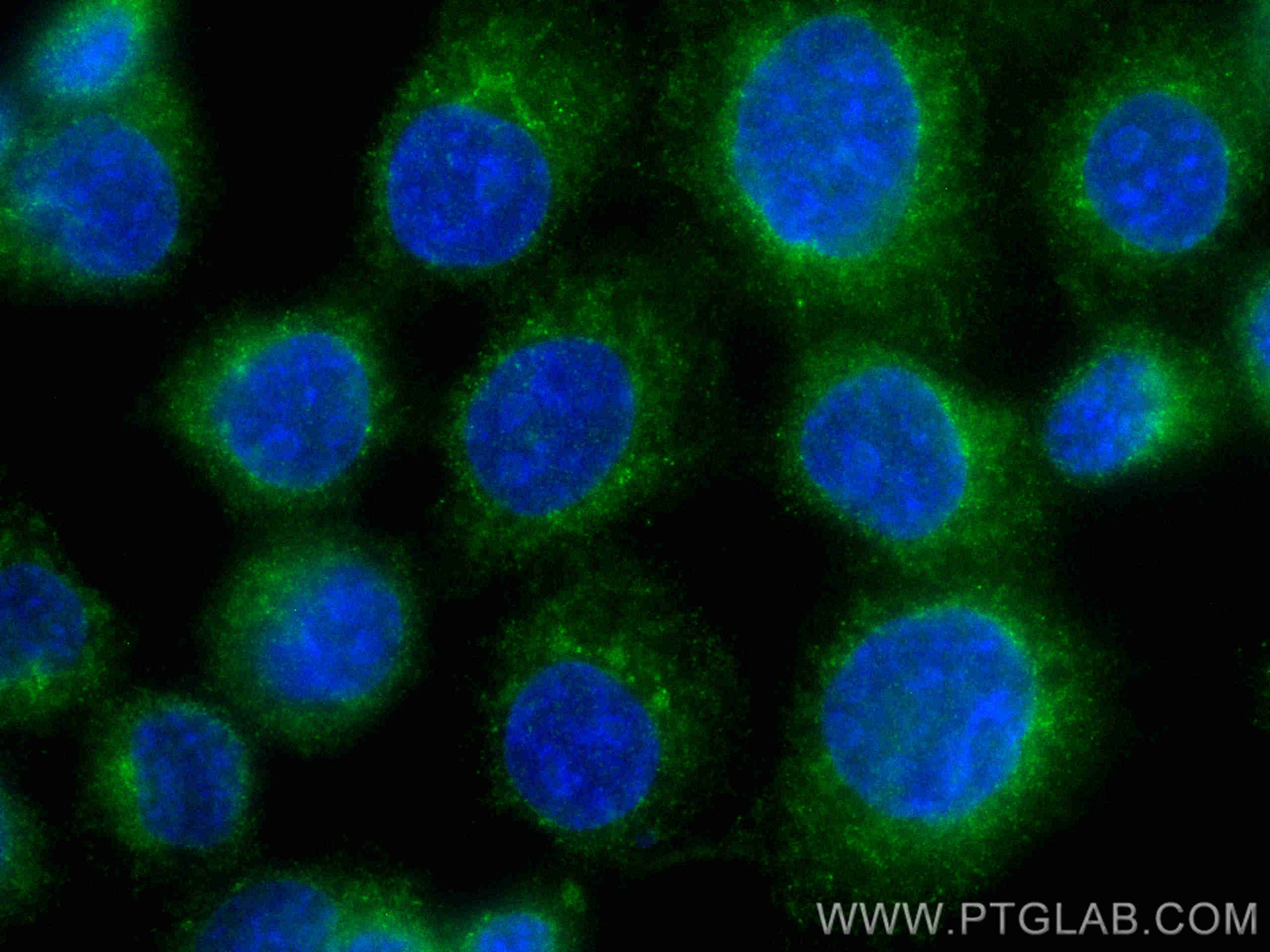 Immunofluorescence (IF) / fluorescent staining of A431 cells using CoraLite® Plus 488-conjugated RASEF Monoclonal ant (CL488-67159)