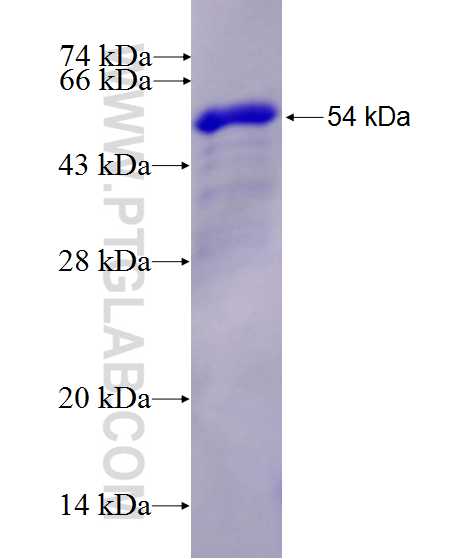 RASEF fusion protein Ag28049 SDS-PAGE