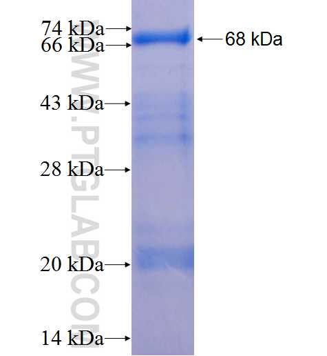 RASEF fusion protein Ag2149 SDS-PAGE