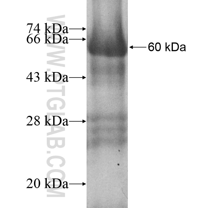 RASGEF1A fusion protein Ag10809 SDS-PAGE