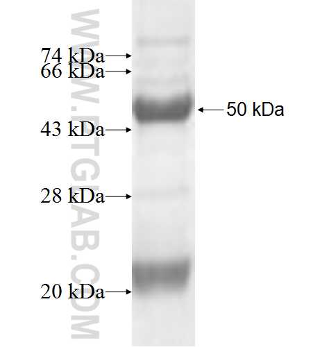 RASGEF1B fusion protein Ag4525 SDS-PAGE