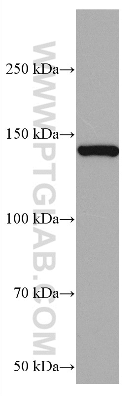 Western Blot (WB) analysis of pig cerebellum tissue using RASGRF1 Monoclonal antibody (67010-1-Ig)