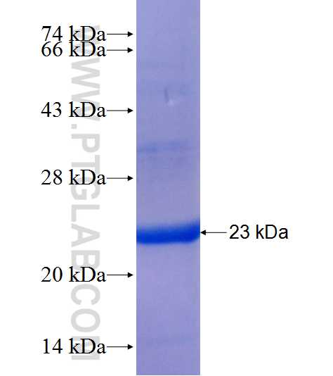 RASGRF2 fusion protein Ag25354 SDS-PAGE