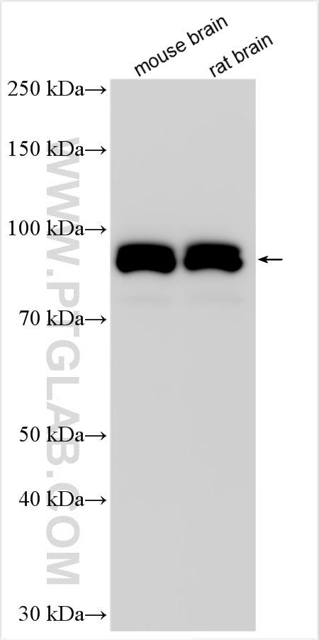 Western Blot (WB) analysis of various lysates using RASGRP1 Polyclonal antibody (26997-1-AP)