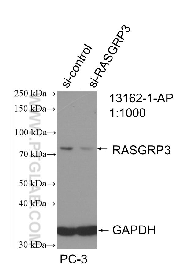 Western Blot (WB) analysis of PC-3 cells using RASGRP3 Polyclonal antibody (13162-1-AP)