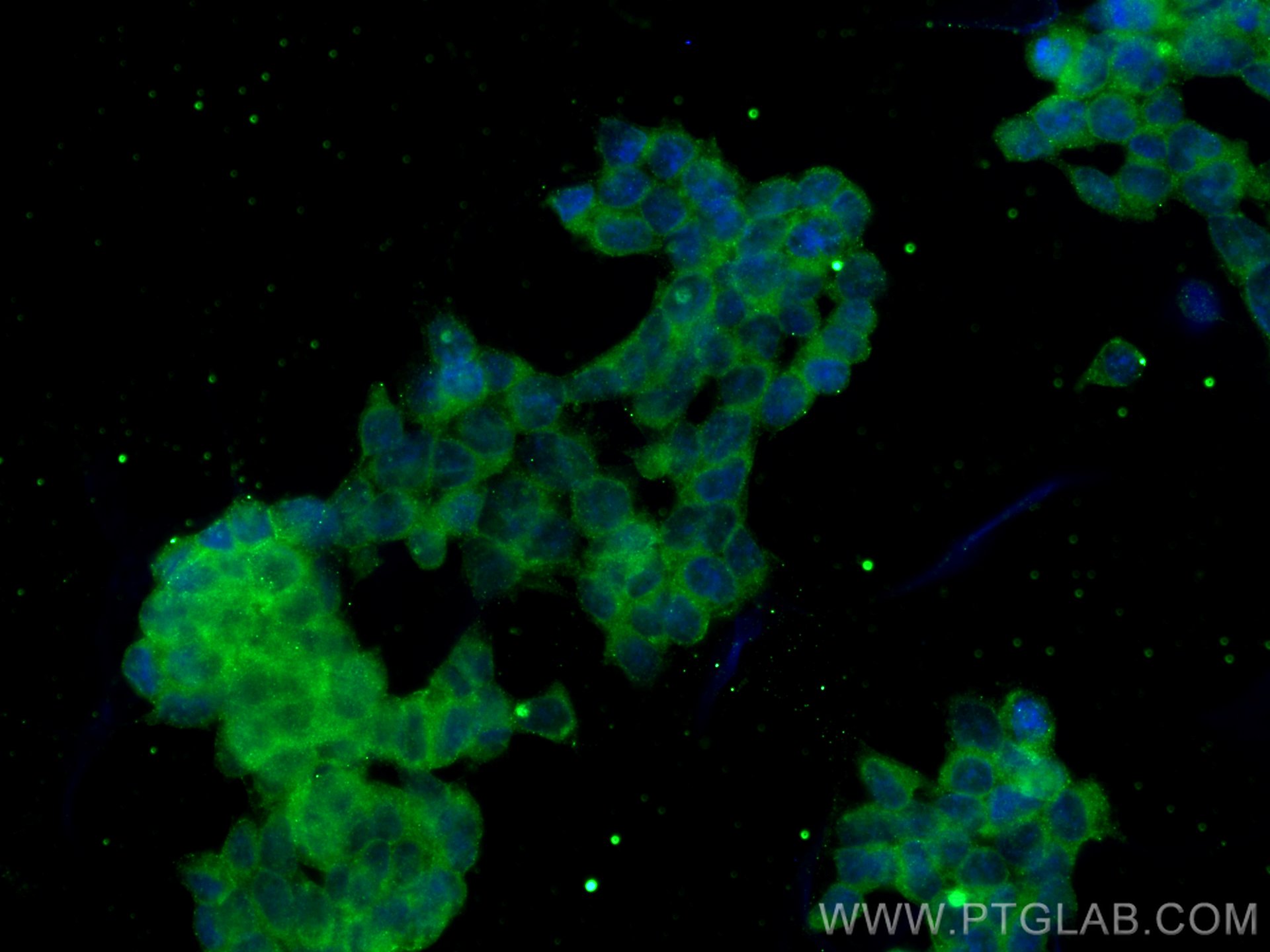 Immunofluorescence (IF) / fluorescent staining of HEK-293 cells using RASGRP3 Monoclonal antibody (66650-1-Ig)