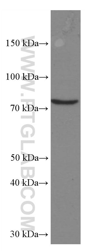 Western Blot (WB) analysis of HEK-293 cells using RASGRP3 Monoclonal antibody (66650-1-Ig)