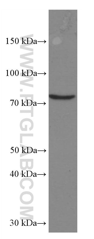 WB analysis of HEK-293 using 66650-1-Ig