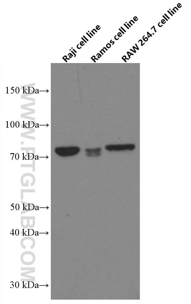 Western Blot (WB) analysis of various lysates using RASGRP3 Monoclonal antibody (66650-1-Ig)
