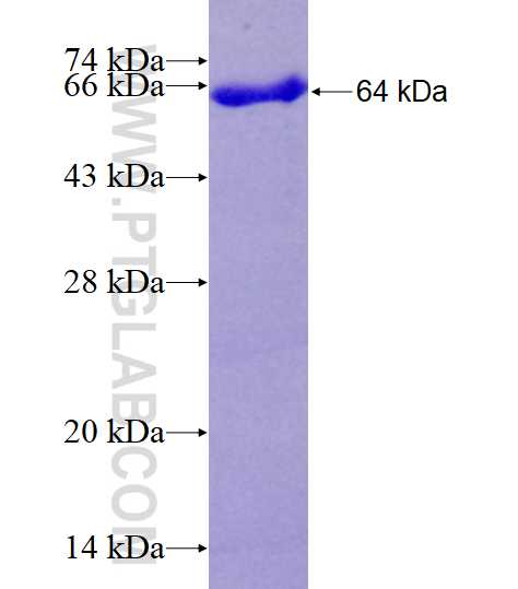 RASGRP3 fusion protein Ag3810 SDS-PAGE