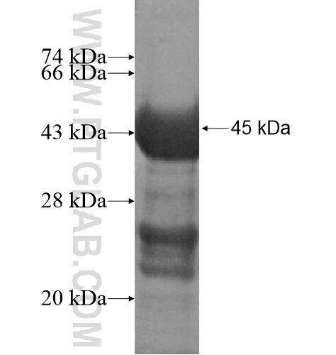 RASGRP4 fusion protein Ag15524 SDS-PAGE