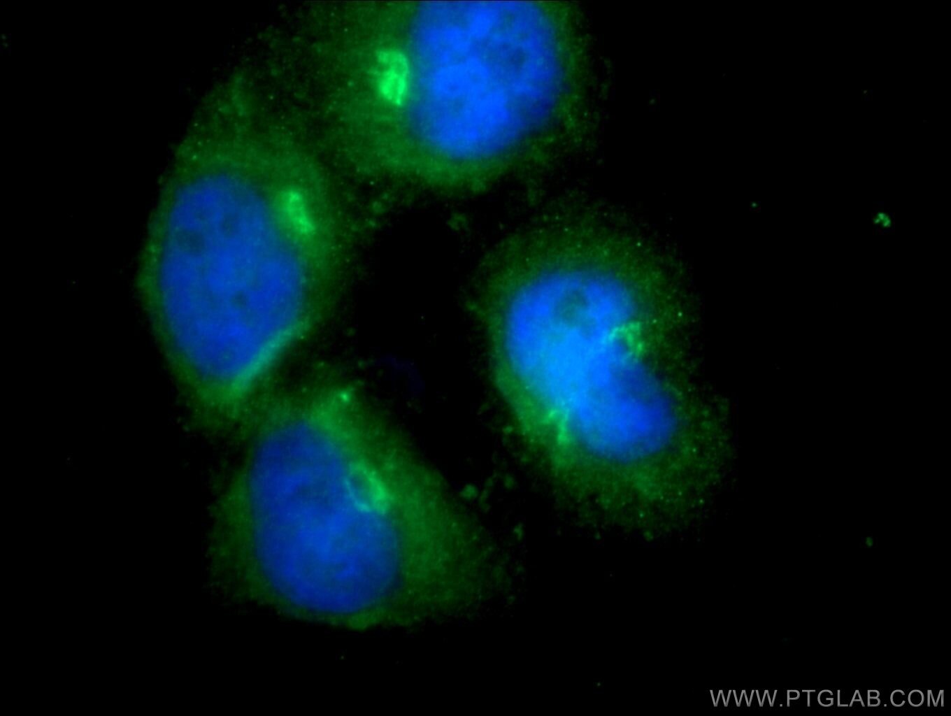 Immunofluorescence (IF) / fluorescent staining of HepG2 cells using RASIP1 Polyclonal antibody (17971-1-AP)