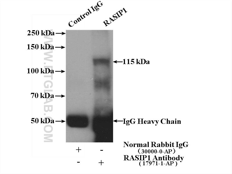 Immunoprecipitation (IP) experiment of mouse lung tissue using RASIP1 Polyclonal antibody (17971-1-AP)